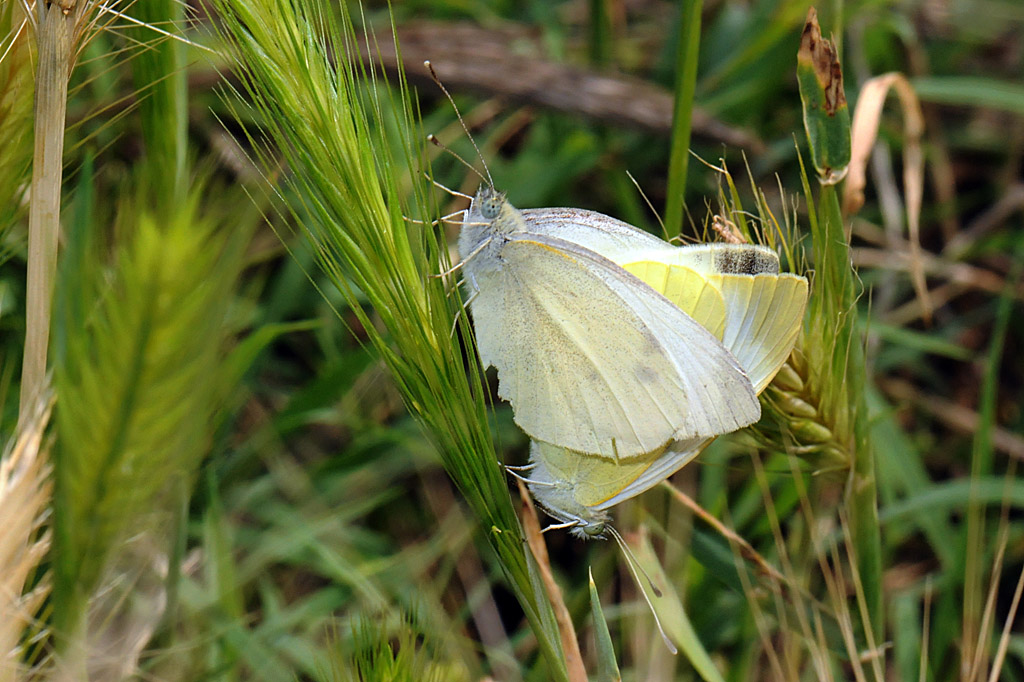 Pieridae da identificare